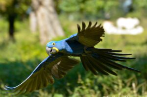 Pantanal Wildlife Tour - 7 days / 6 nights fb img 1766530599908