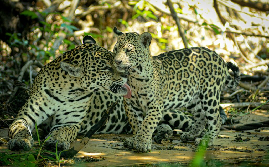 Home jaguar mother & cub