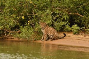 Pantanal Wildlife Tour - 7 days / 6 nights whatsapp image 2026 02 24 at 10.40.15 am