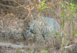 Pantanal Wildlife Tour - 7 days / 6 nights whatsapp image 2026 02 24 at 11.34.25 am