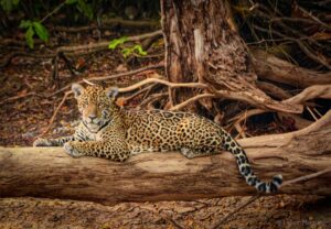 Pantanal Wildlife Tour - 7 days / 6 nights whatsapp image 2026 02 24 at 11.40.47 am (2)