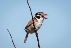 Pantanal Wildlife Tour - 7 days / 6 nights whatsapp image 2026 02 24 at 11.40.48 am