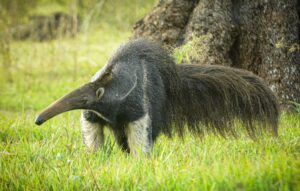 Pantanal Wildlife Tour - 7 days / 6 nights dsc 5318 01