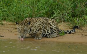 Pantanal Wildlife Tour - 7 days / 6 nights dsc 8412