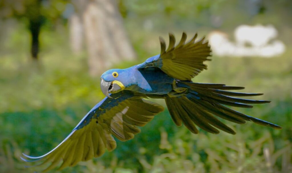 Pantanal Wildlife Tour - 7 days / 6 nights fb img 1766530599908