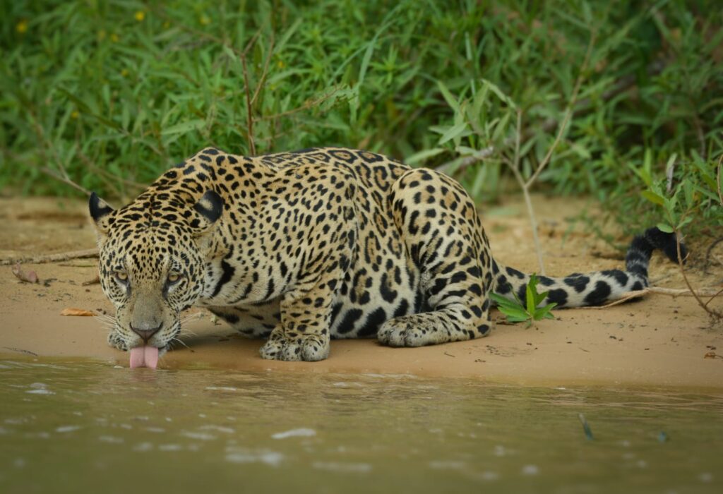 Home whatsapp image 2026 03 07 at 1.25.05 pm