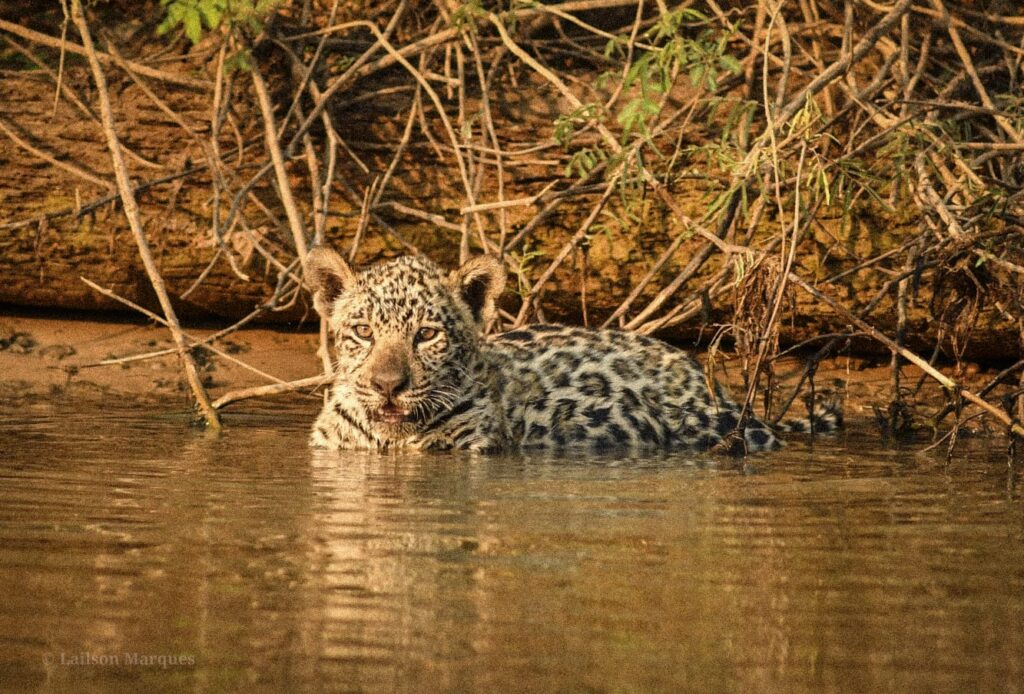 Home whatsapp image 2026 03 07 at 1.54.29 pm (1)