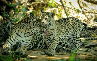 jaguar mother & cub
